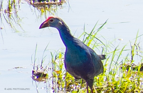 Gray-headed Swamphen - ML301237541