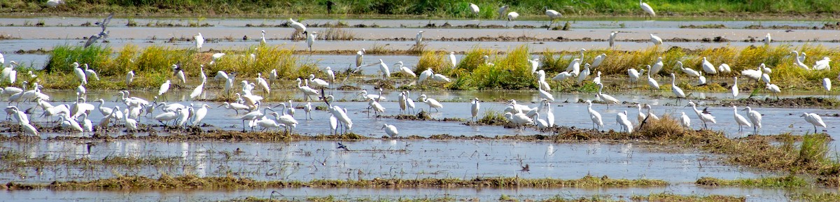 white egret sp. - ML301237771