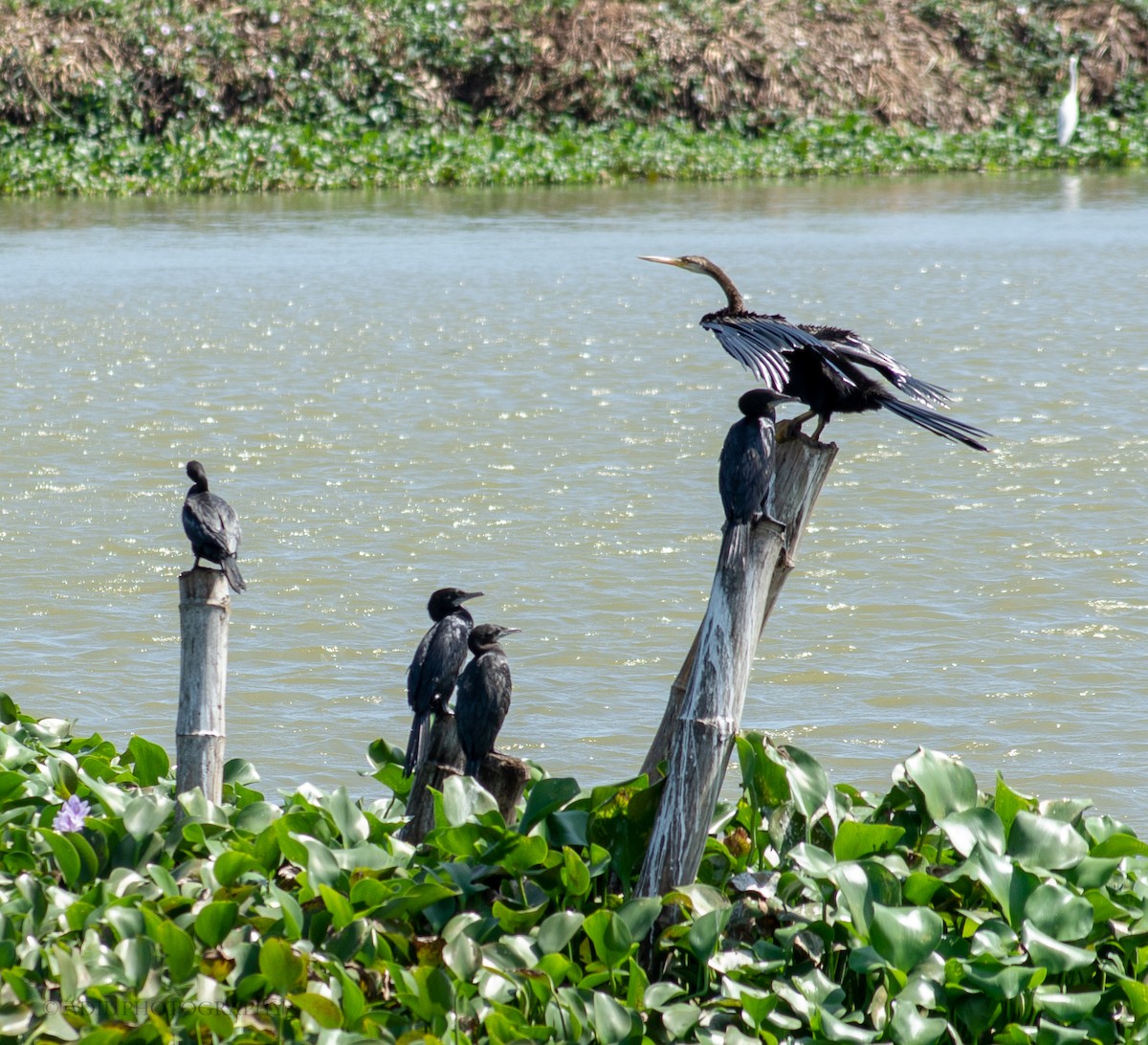 anhinga indomalajská - ML301237841