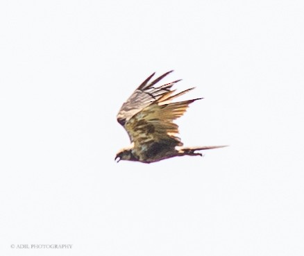 Western Marsh Harrier - ML301237921