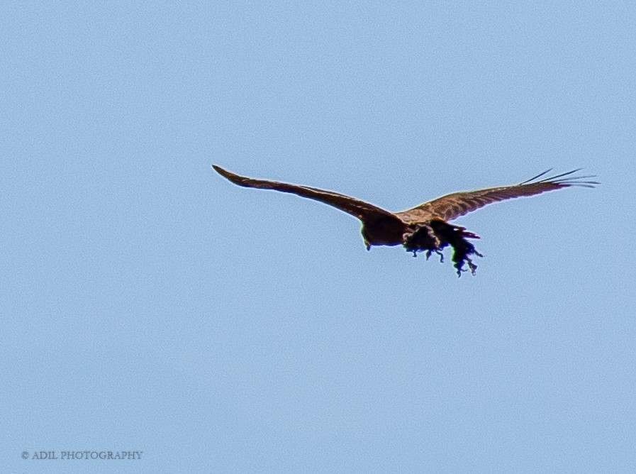 Western Marsh Harrier - ML301237931