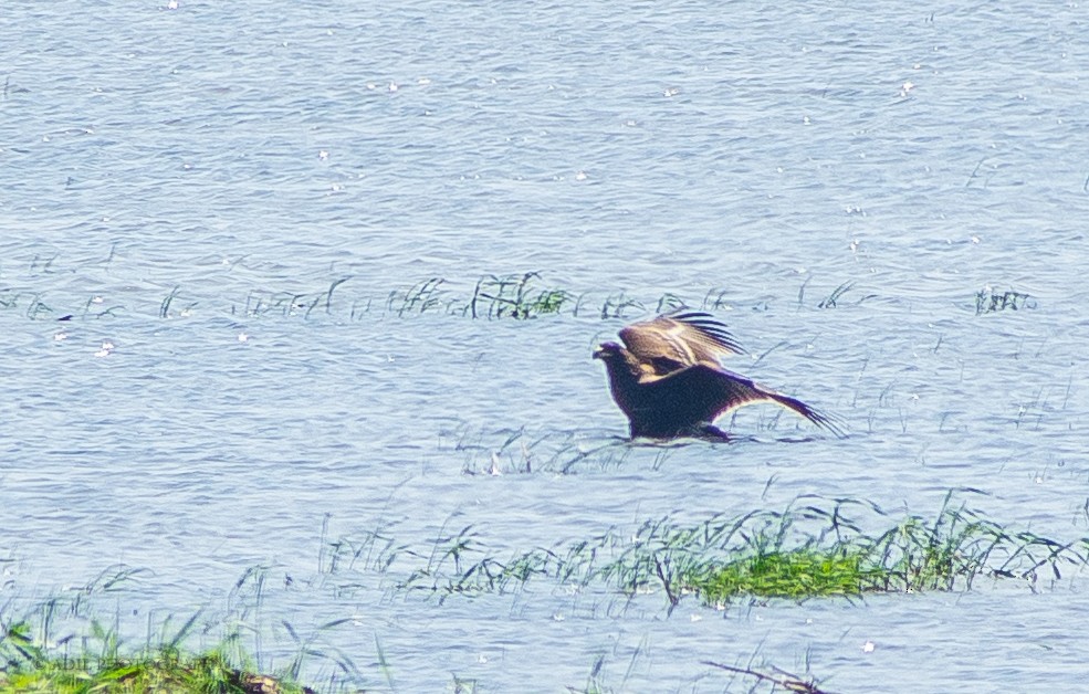 Western Marsh Harrier - ML301237941