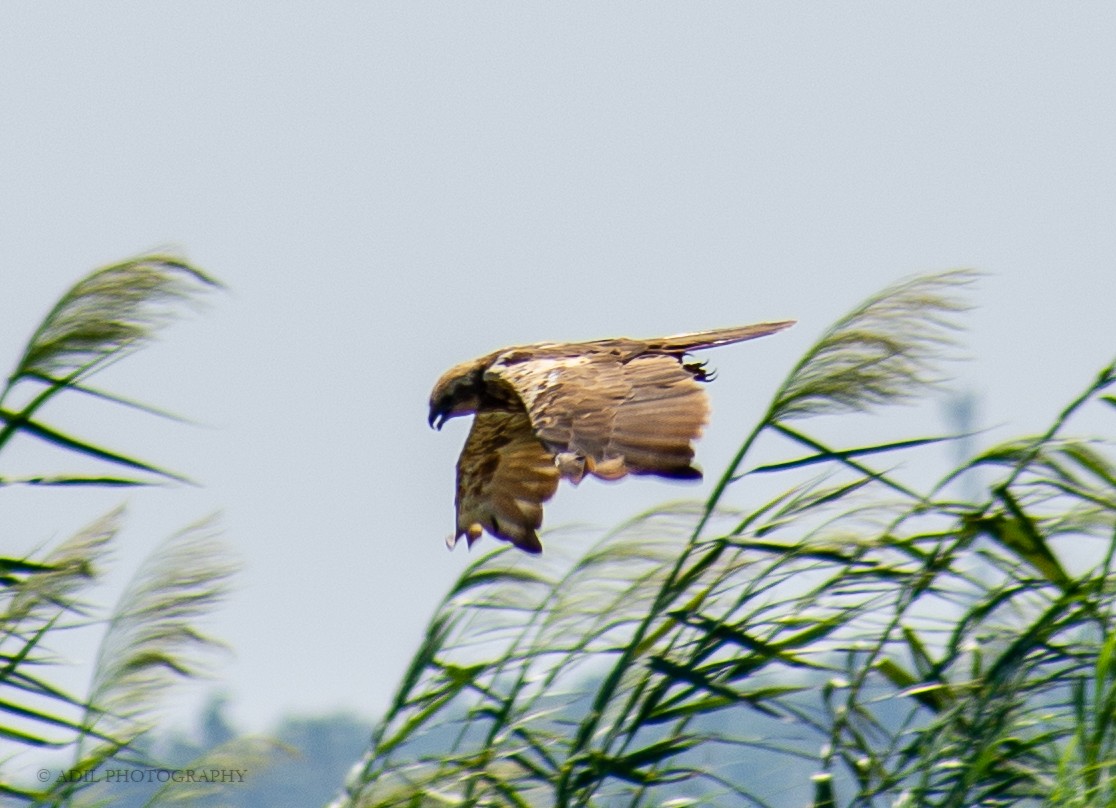 Western Marsh Harrier - ML301237951