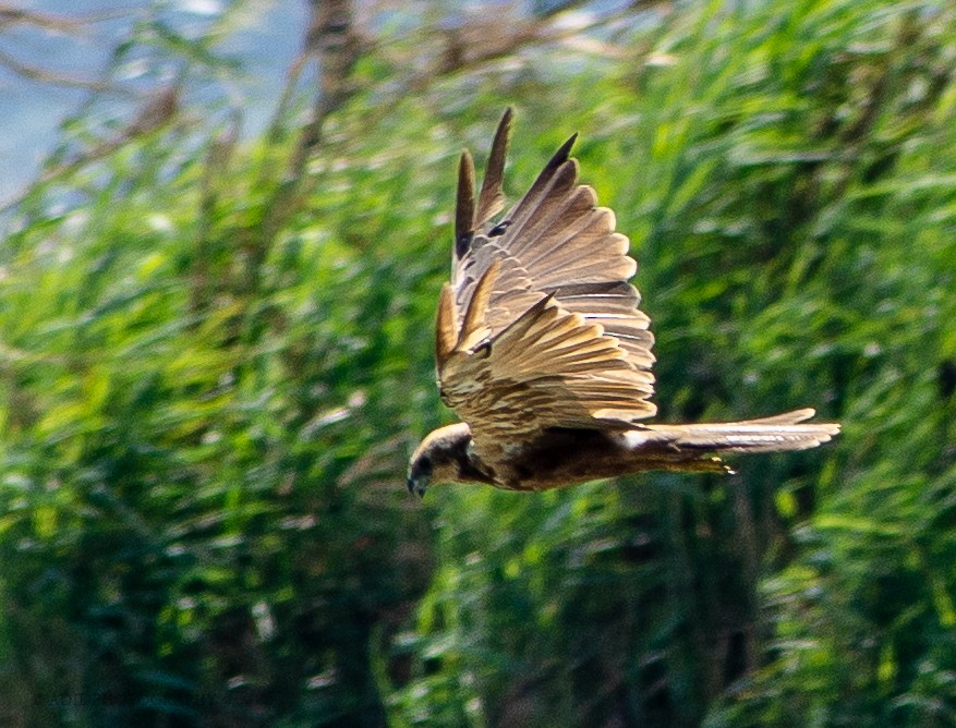 Falco di palude - ML301237971