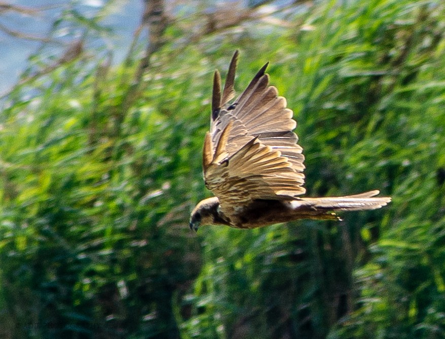 Western Marsh Harrier - ML301237971