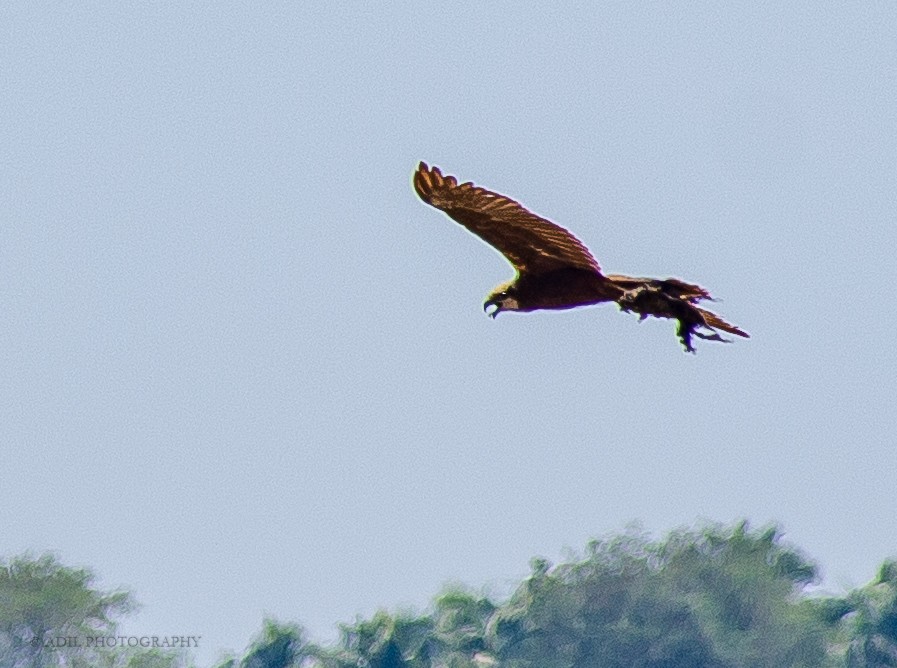 Western Marsh Harrier - ML301238011