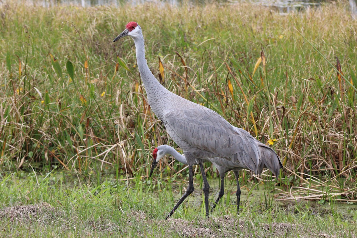 Sandhill Crane - ML301239171