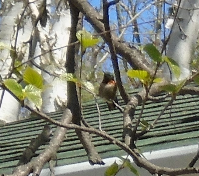 Рубиновогорлый колибри - ML301239361