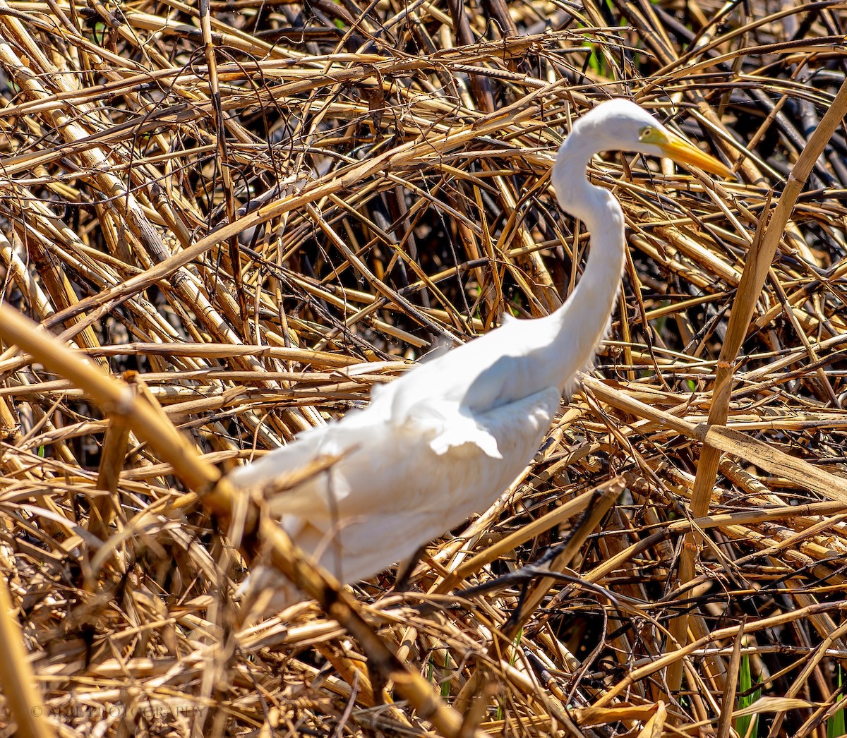 Great Egret - ML301239871