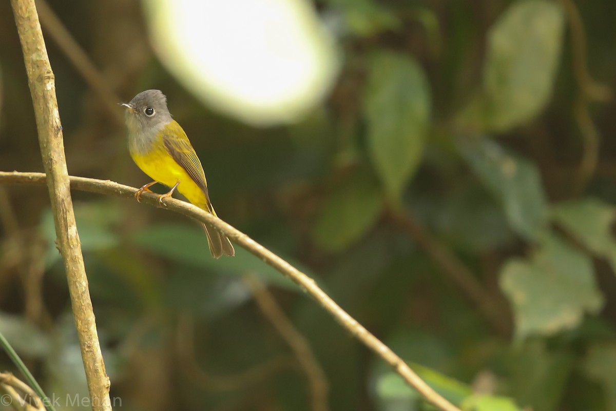 Gray-headed Canary-Flycatcher - Vivek Menon