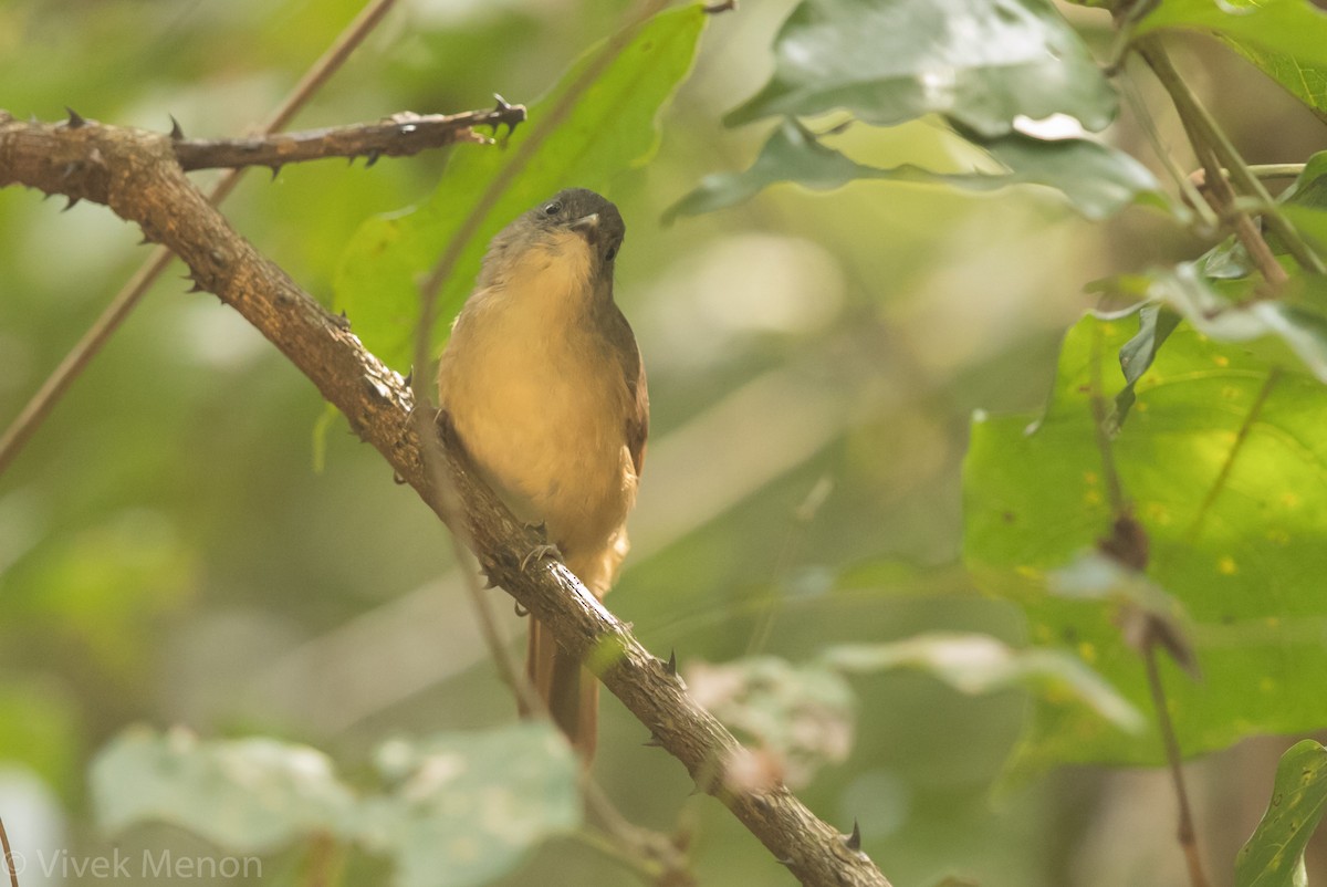 Brown-cheeked Fulvetta - Vivek Menon