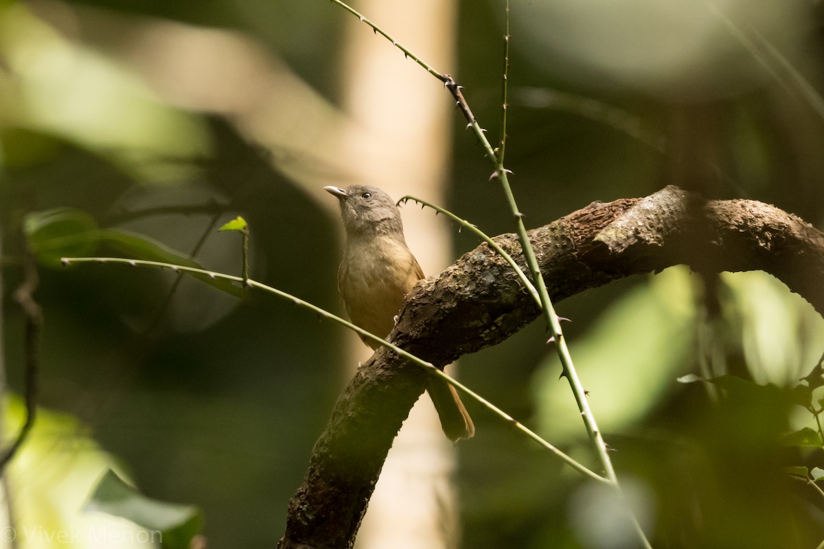 Brown-cheeked Fulvetta - Vivek Menon