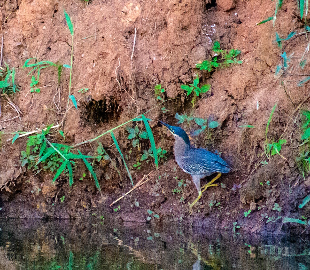 Striated Heron - ML301240601