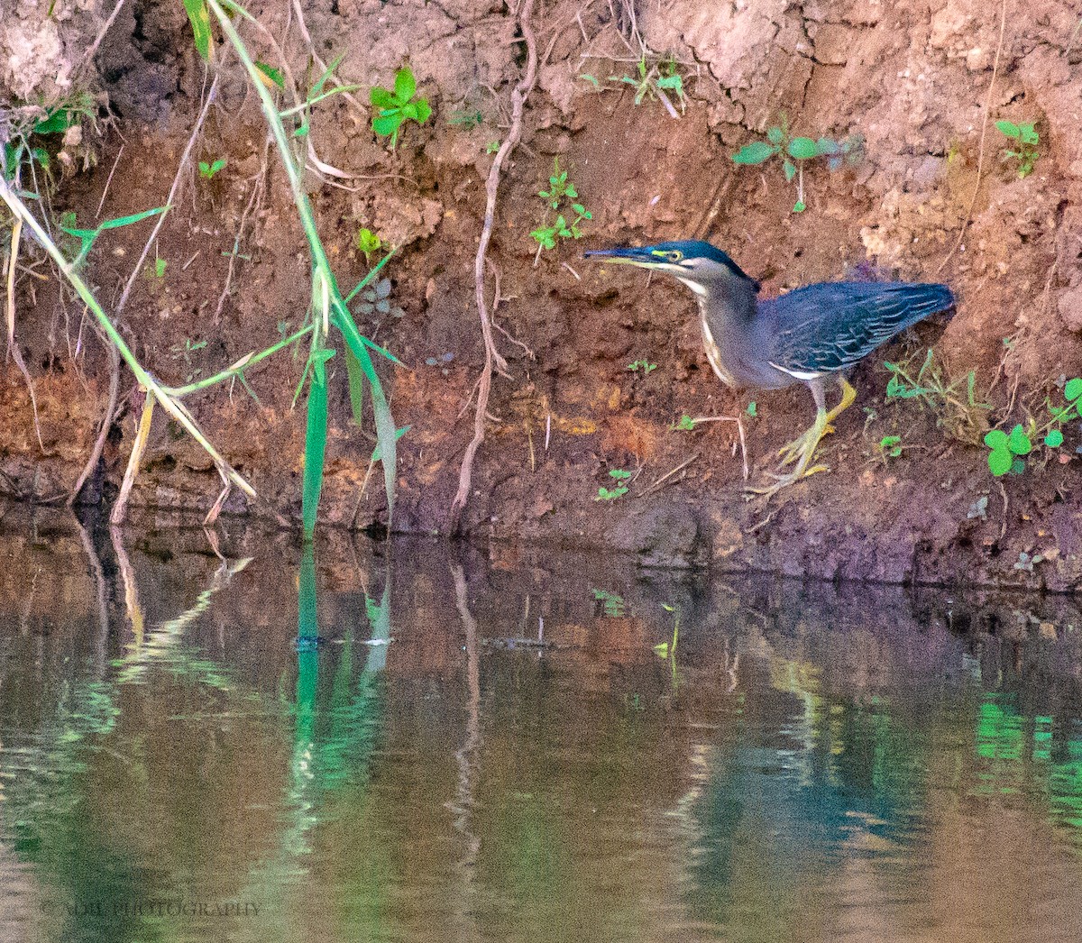 Striated Heron - ML301240611