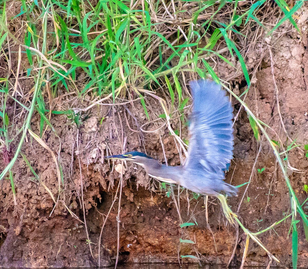 Striated Heron - ML301240821