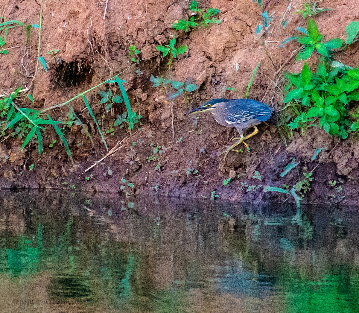 Striated Heron - Dr. ADIL A