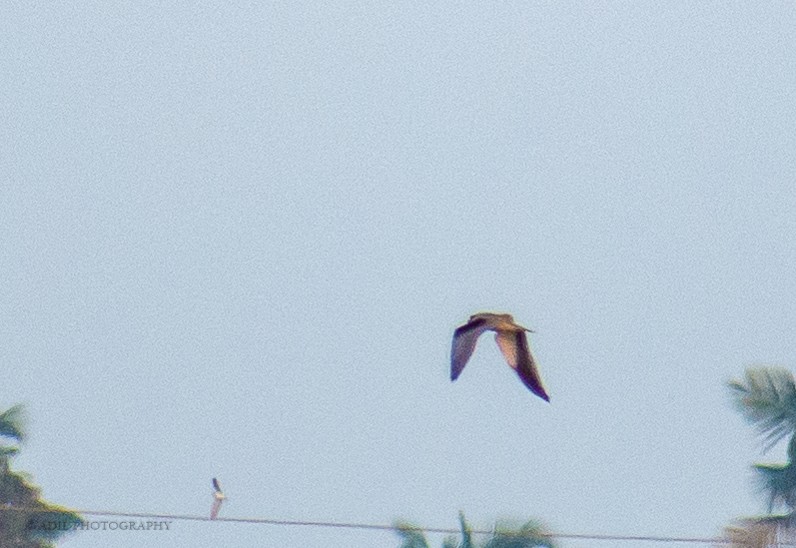 Black-winged Kite - ML301240941