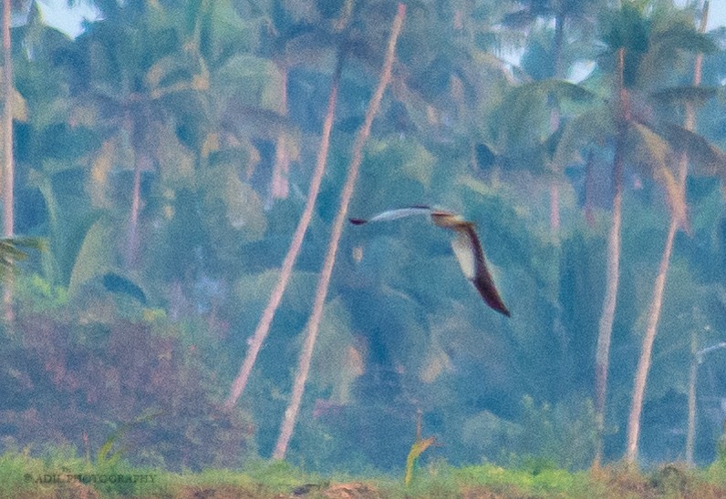 Black-winged Kite - ML301240951