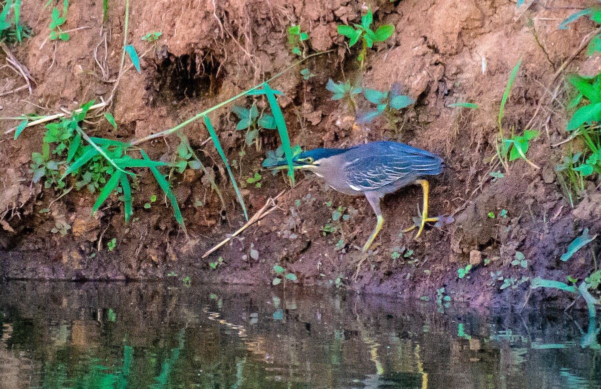 Striated Heron - ML301241311