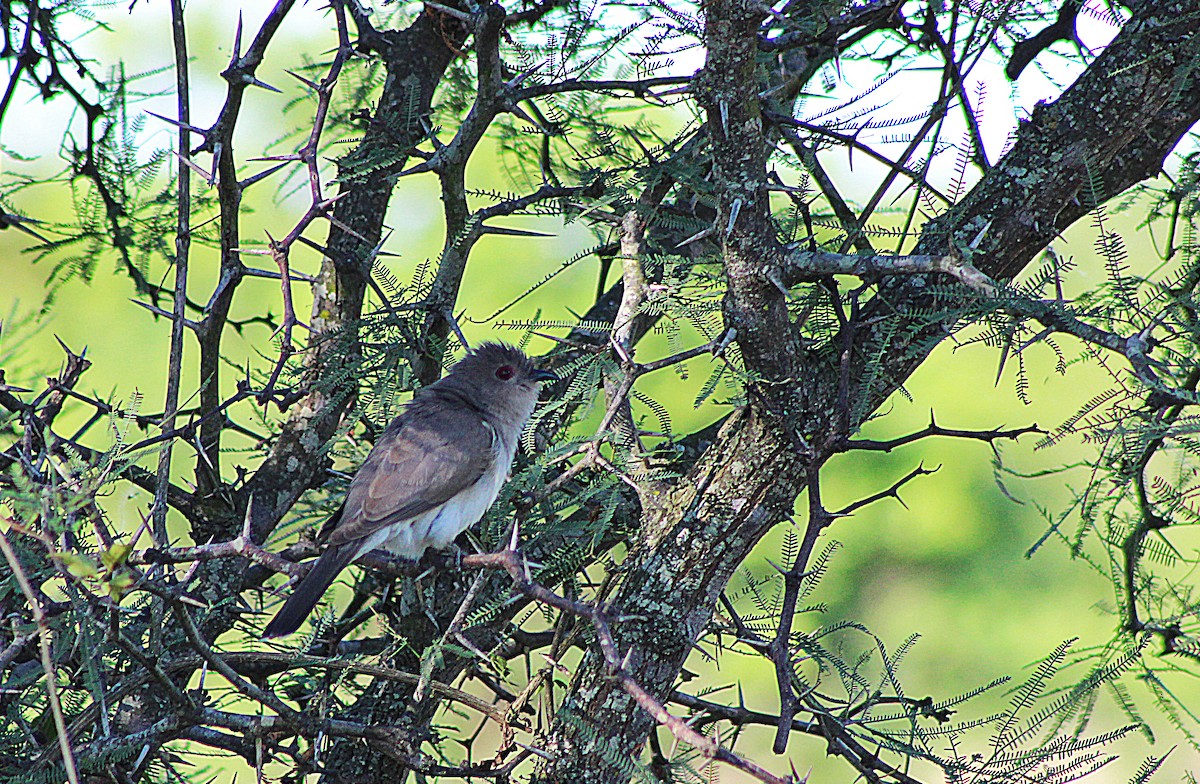 Ash-colored Cuckoo - ML301241421