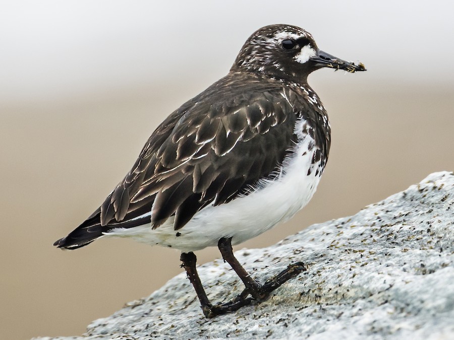 Black Turnstone - eBird