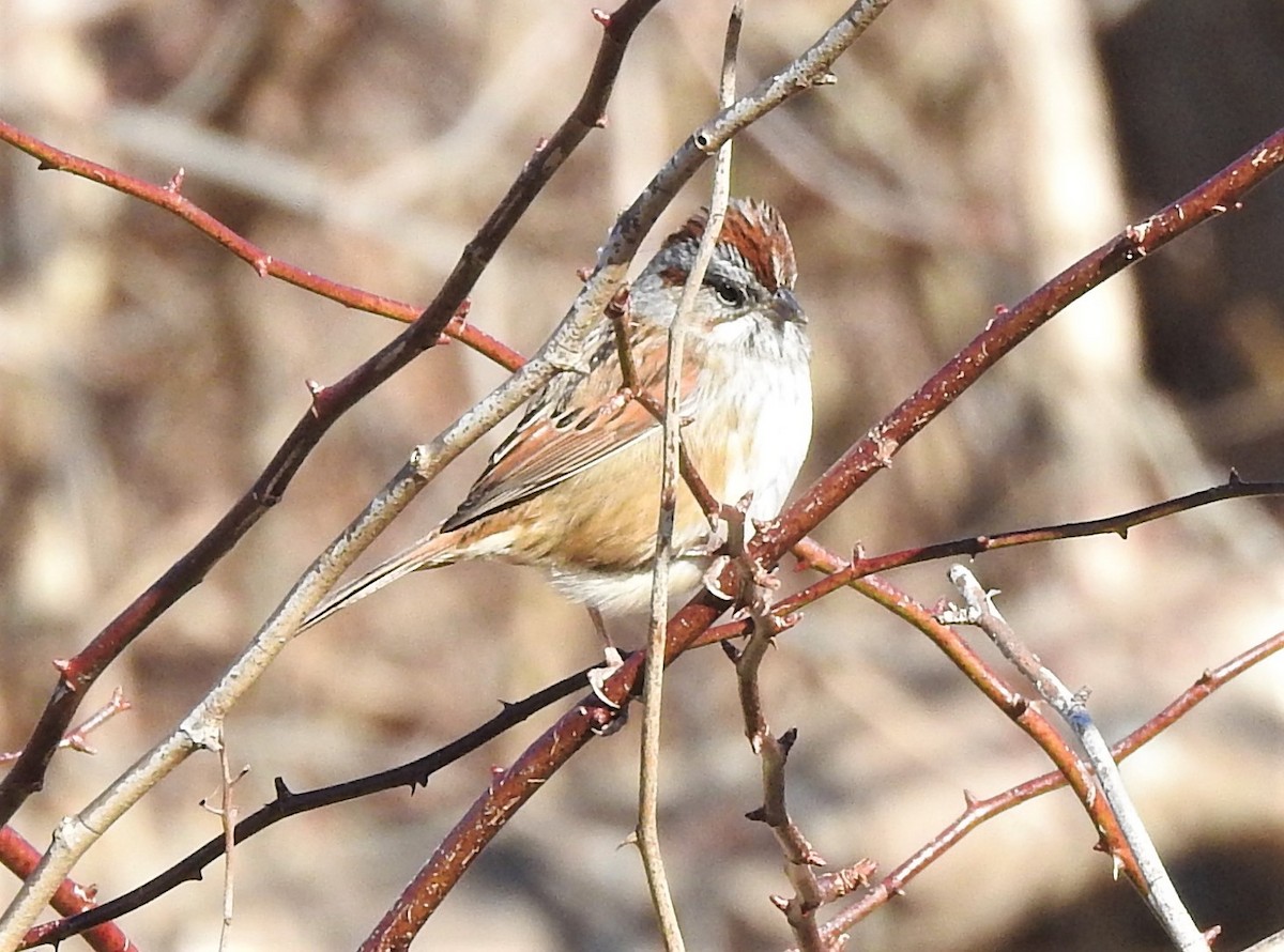 Swamp Sparrow - ML301245231