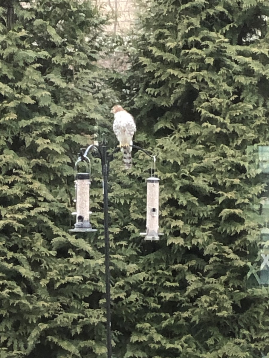 Cooper's Hawk - ML301252201