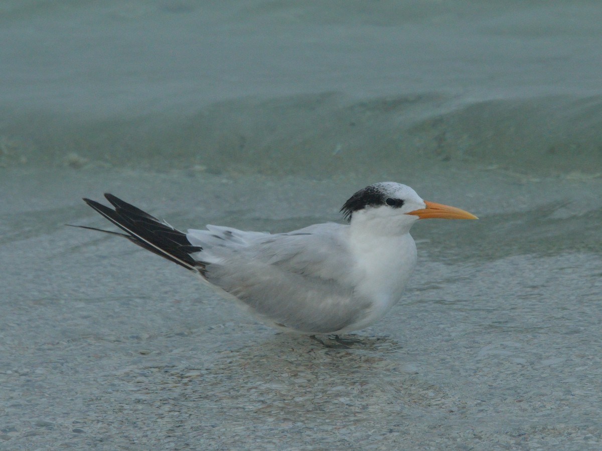 Royal Tern - Bente Torvund