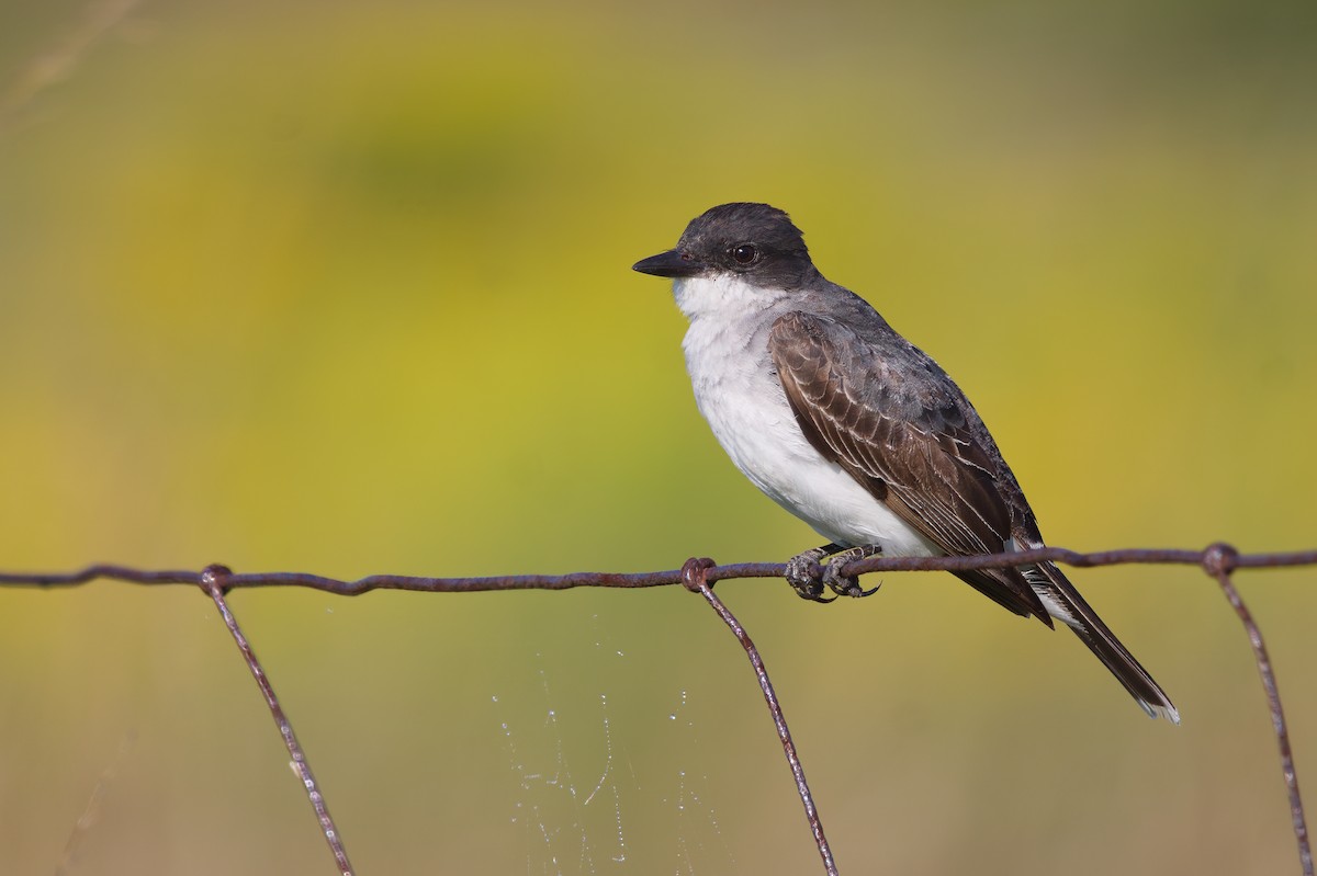 Eastern Kingbird - ML301252601