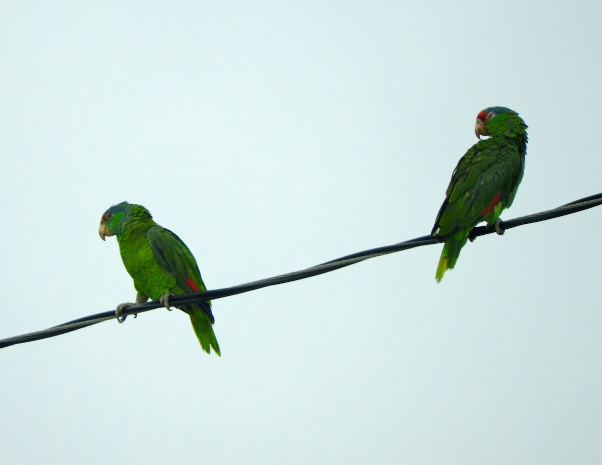 Lilac-crowned Parrot - ML30125331