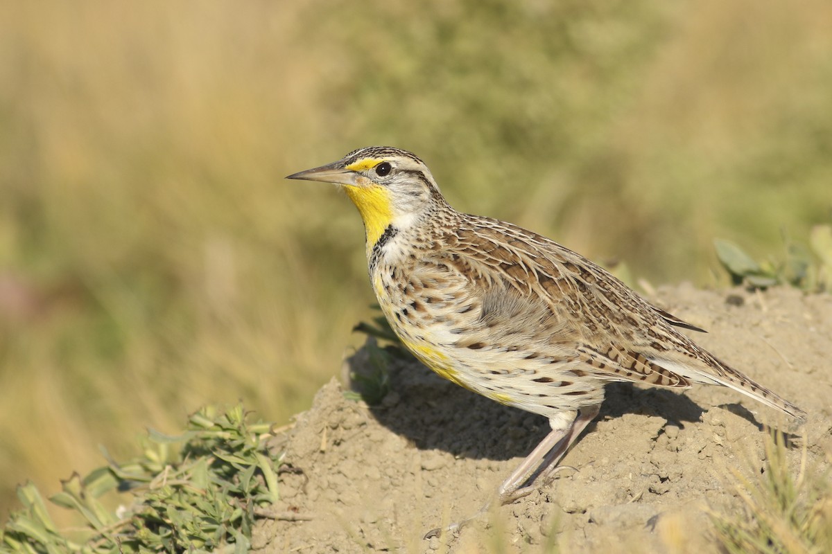 Western Meadowlark - ML301253371