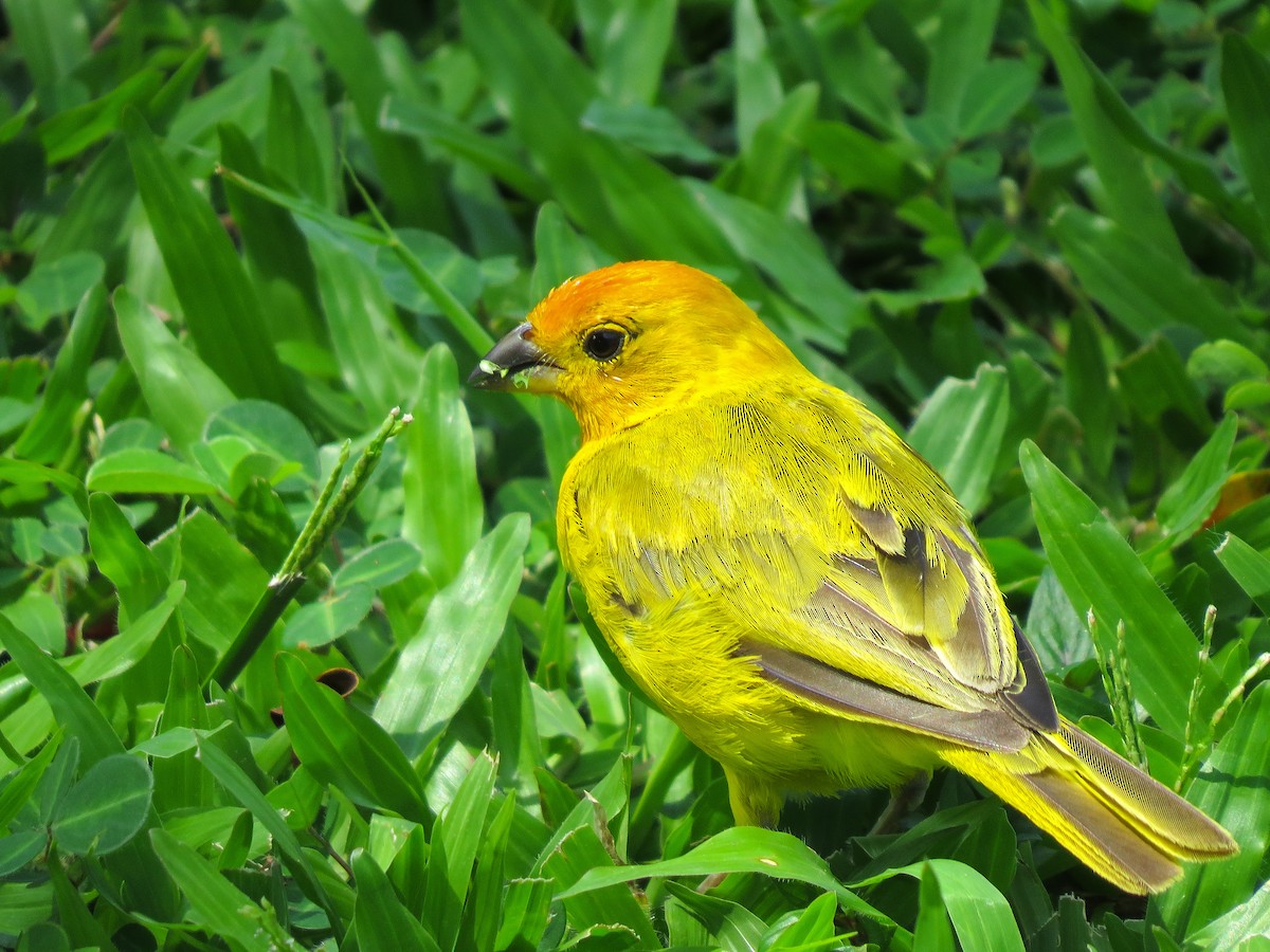 Saffron Finch - ML301253641