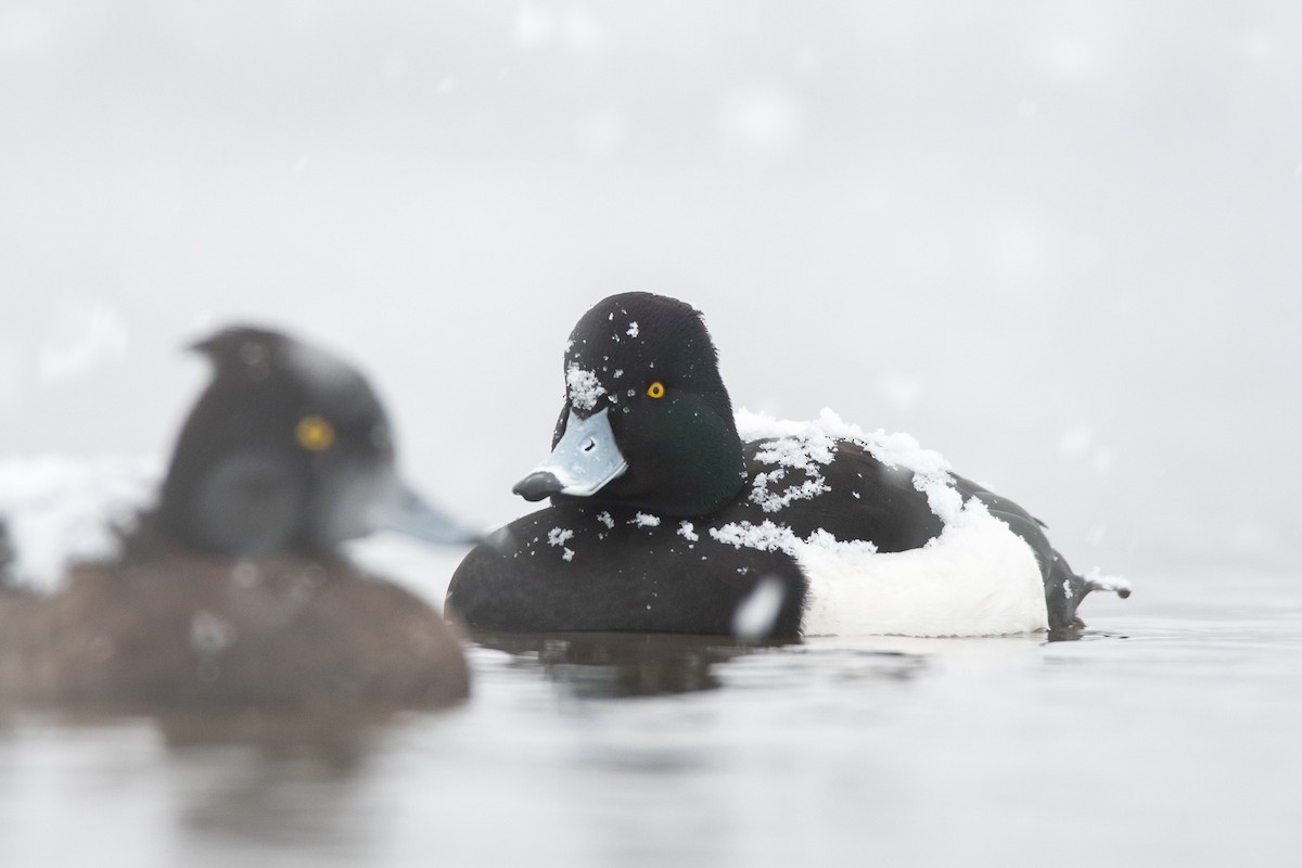 鳳頭潛鴨 - ML301253831