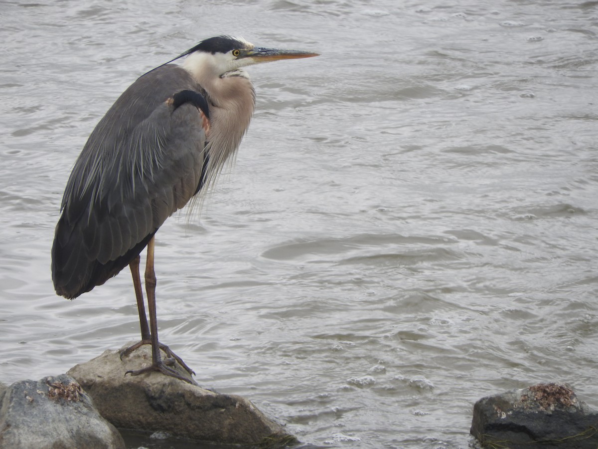 Great Blue Heron - ML30125411