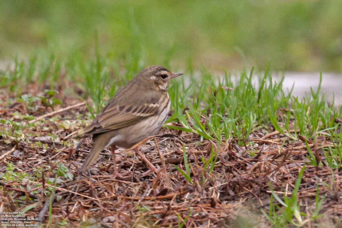 Olive-backed Pipit - Mark Maddock