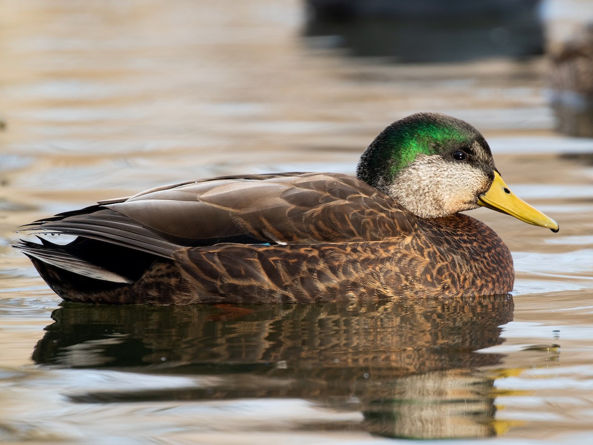Male (hybrid with Mallard)
