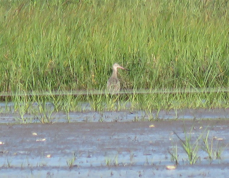 Marbled Godwit - ML30125561