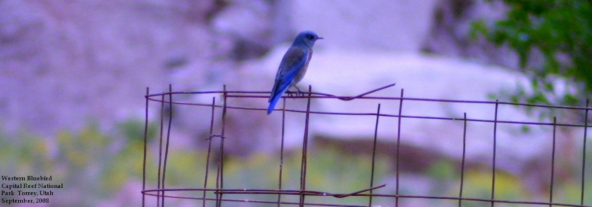 Western Bluebird - Tom Moxley