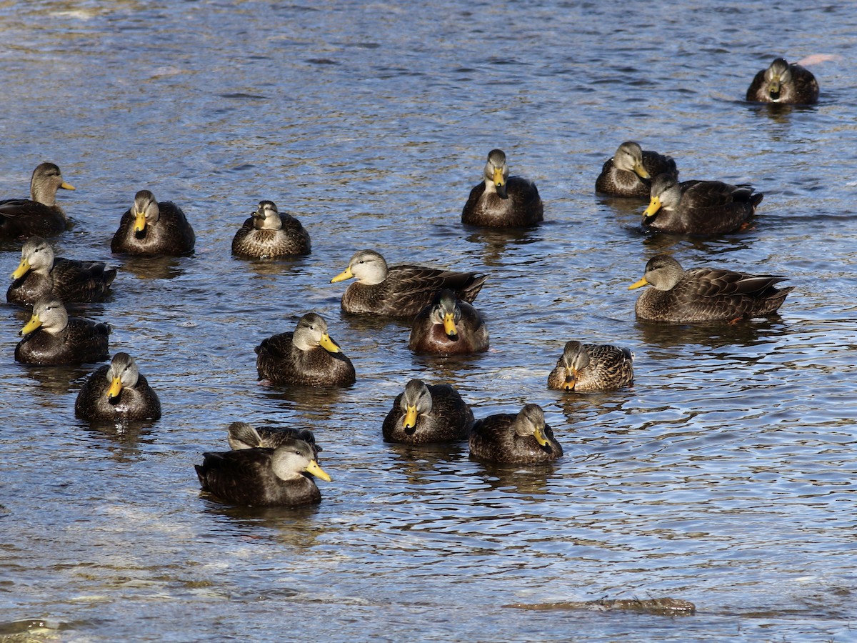 Flock (with Mallard)