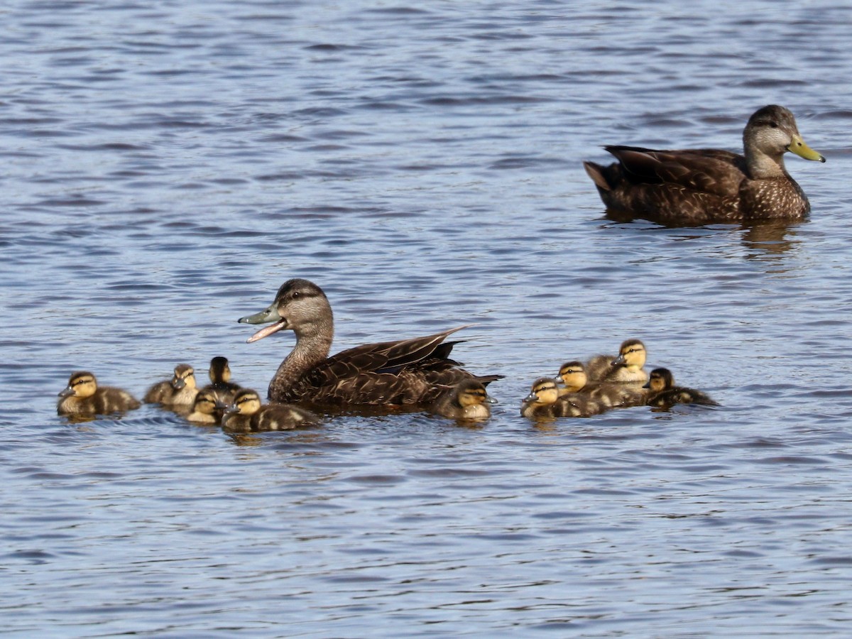 Female and chick