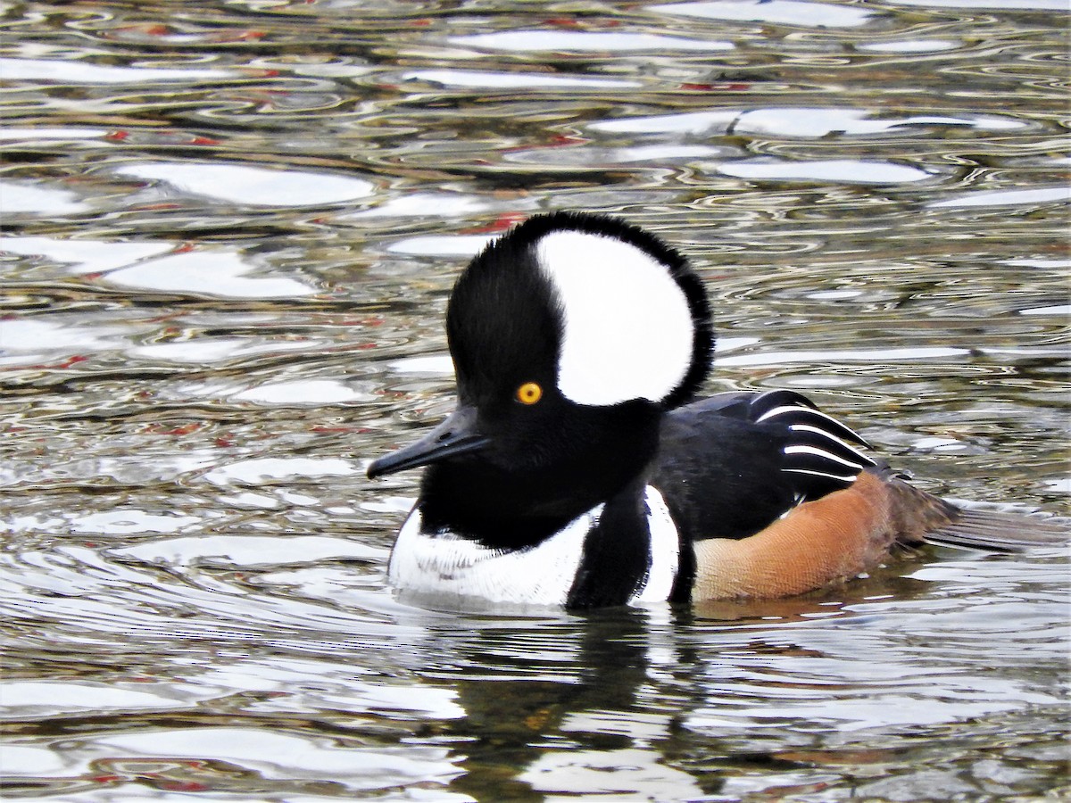 Hooded Merganser - ML301260681