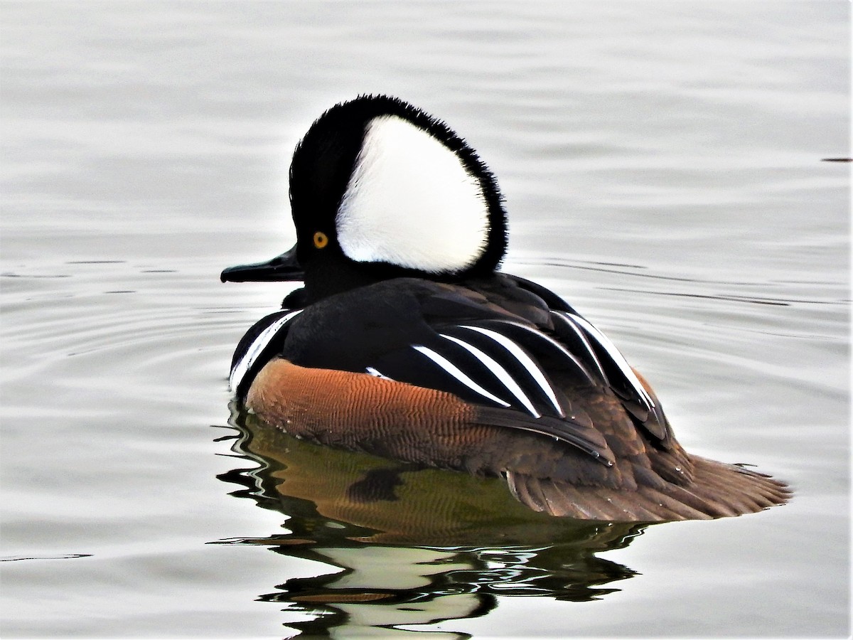Hooded Merganser - ML301260771