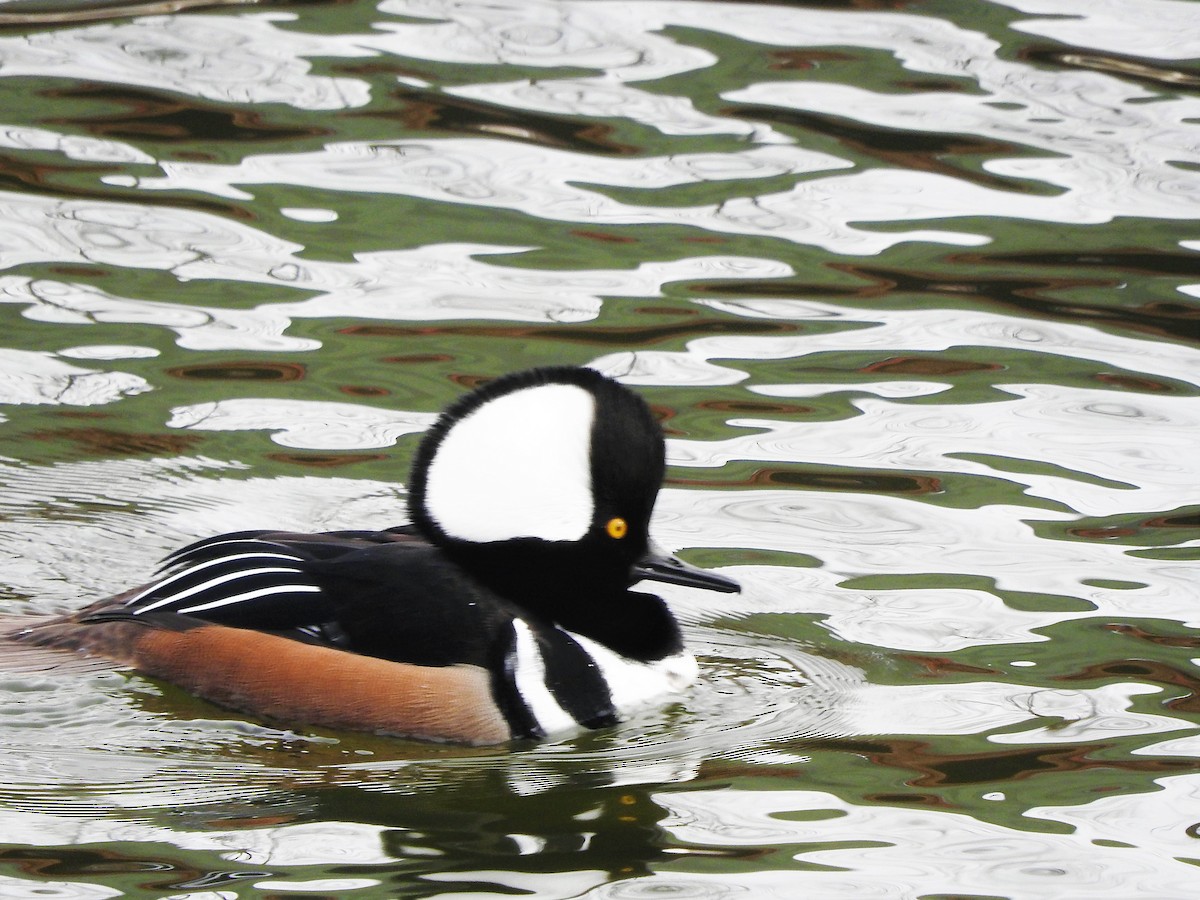 Hooded Merganser - ML301260801