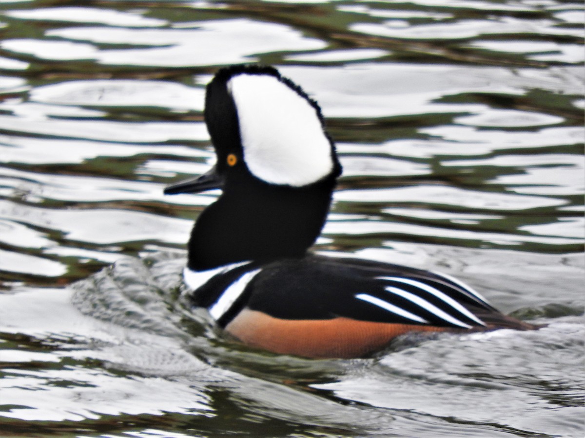 Hooded Merganser - ML301260841