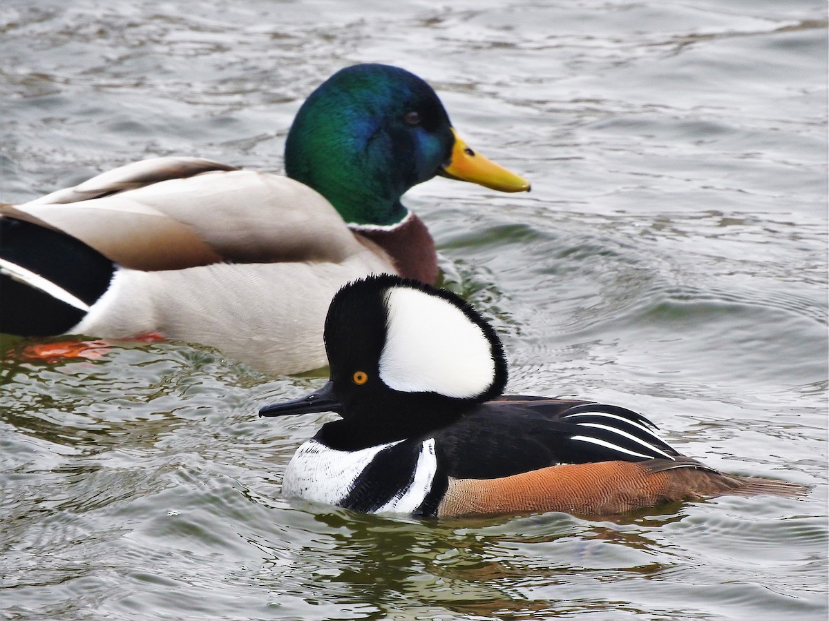 Hooded Merganser - ML301260881