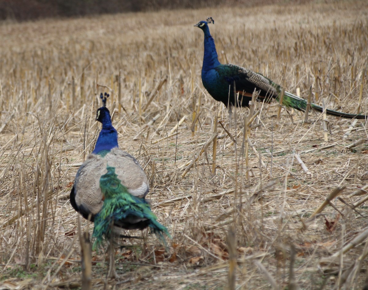 Indian Peafowl (Domestic type) - ML301262201