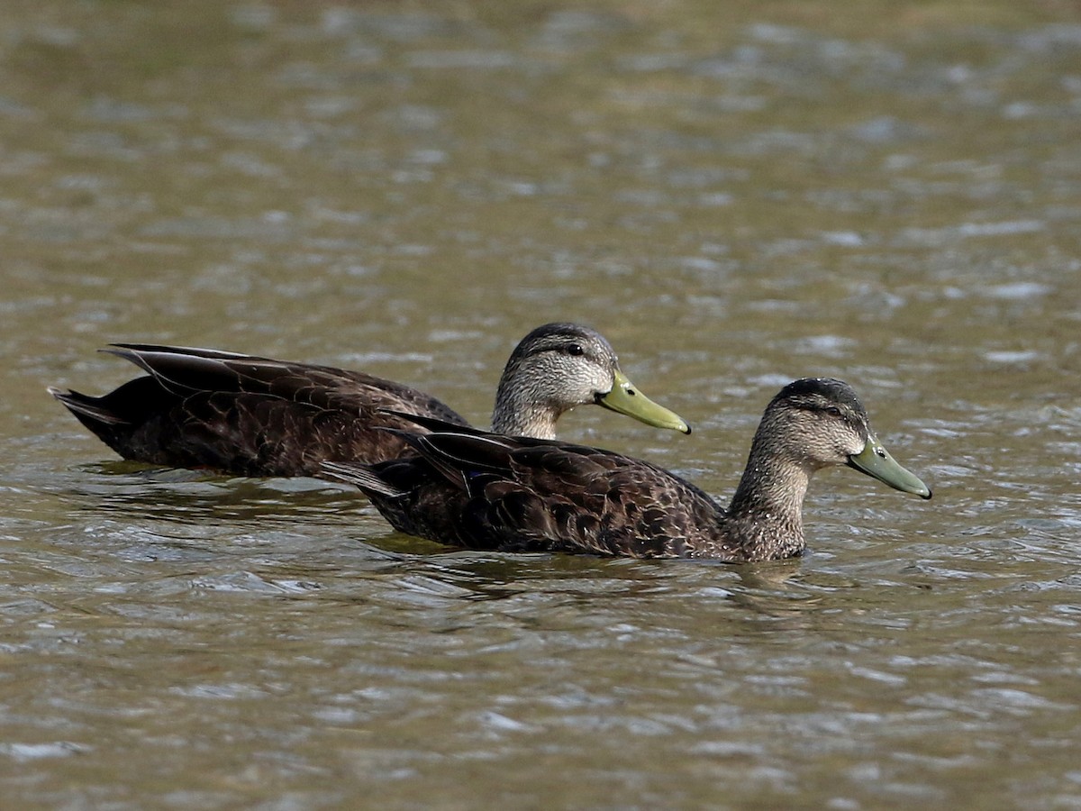 Male and female
