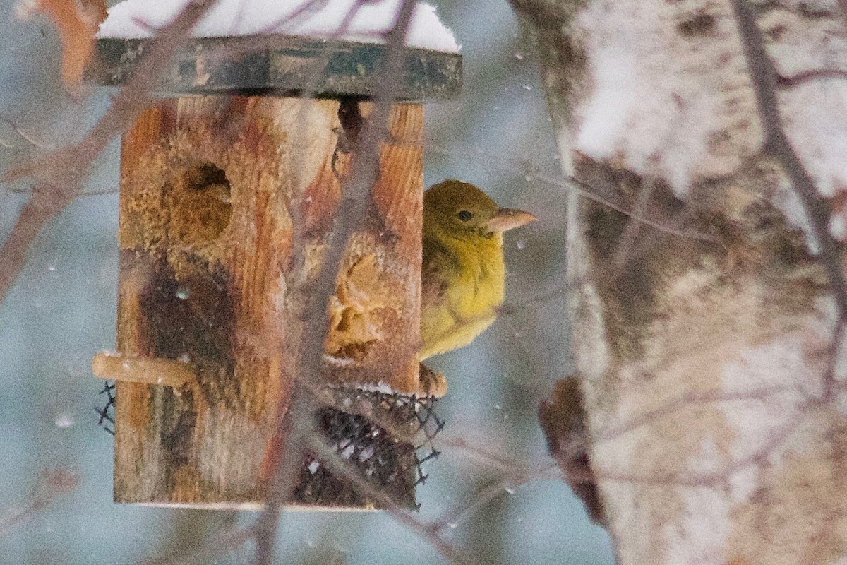 Summer Tanager - Gordon Atkins