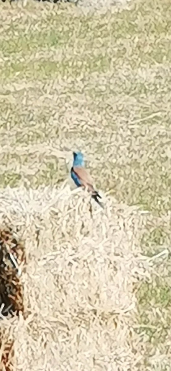 Өрнийн зүсэг - ML301264801