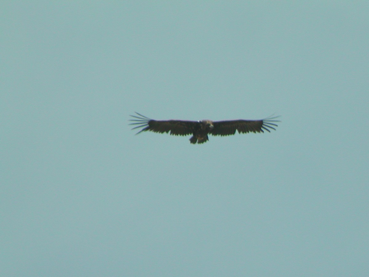 Cinereous Vulture - ML301265061